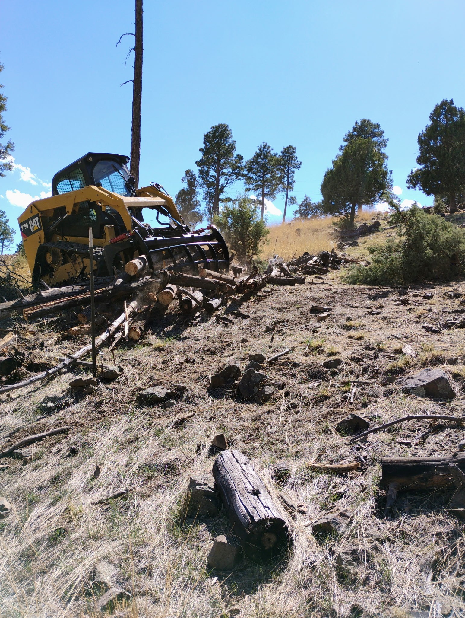 Tree Removal 1